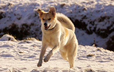 Hundebetreuung Friedrichshain 1